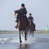 Trump Turnberry Resort offers Horse Riding packages